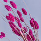 Magenta Phalaris