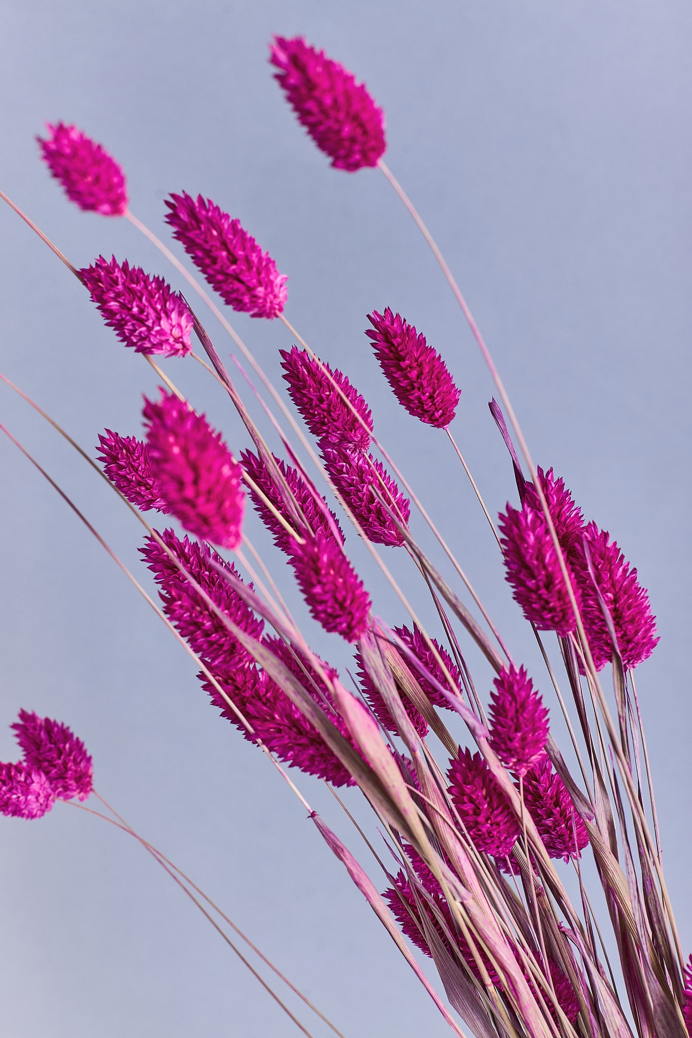 Magenta Phalaris