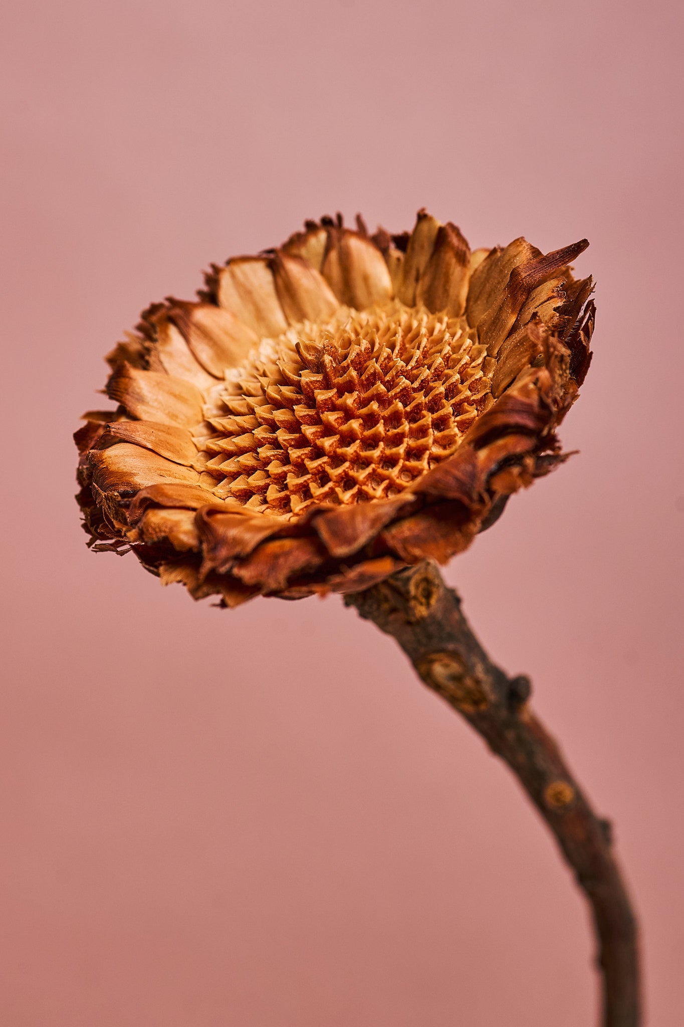 Weiße Protea-Rosette