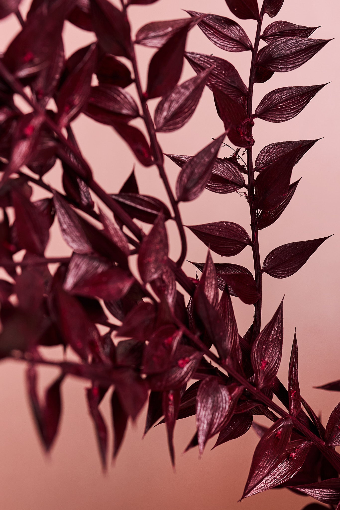 Burgundy Ruscus Branch