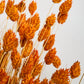 Orange Phalaris