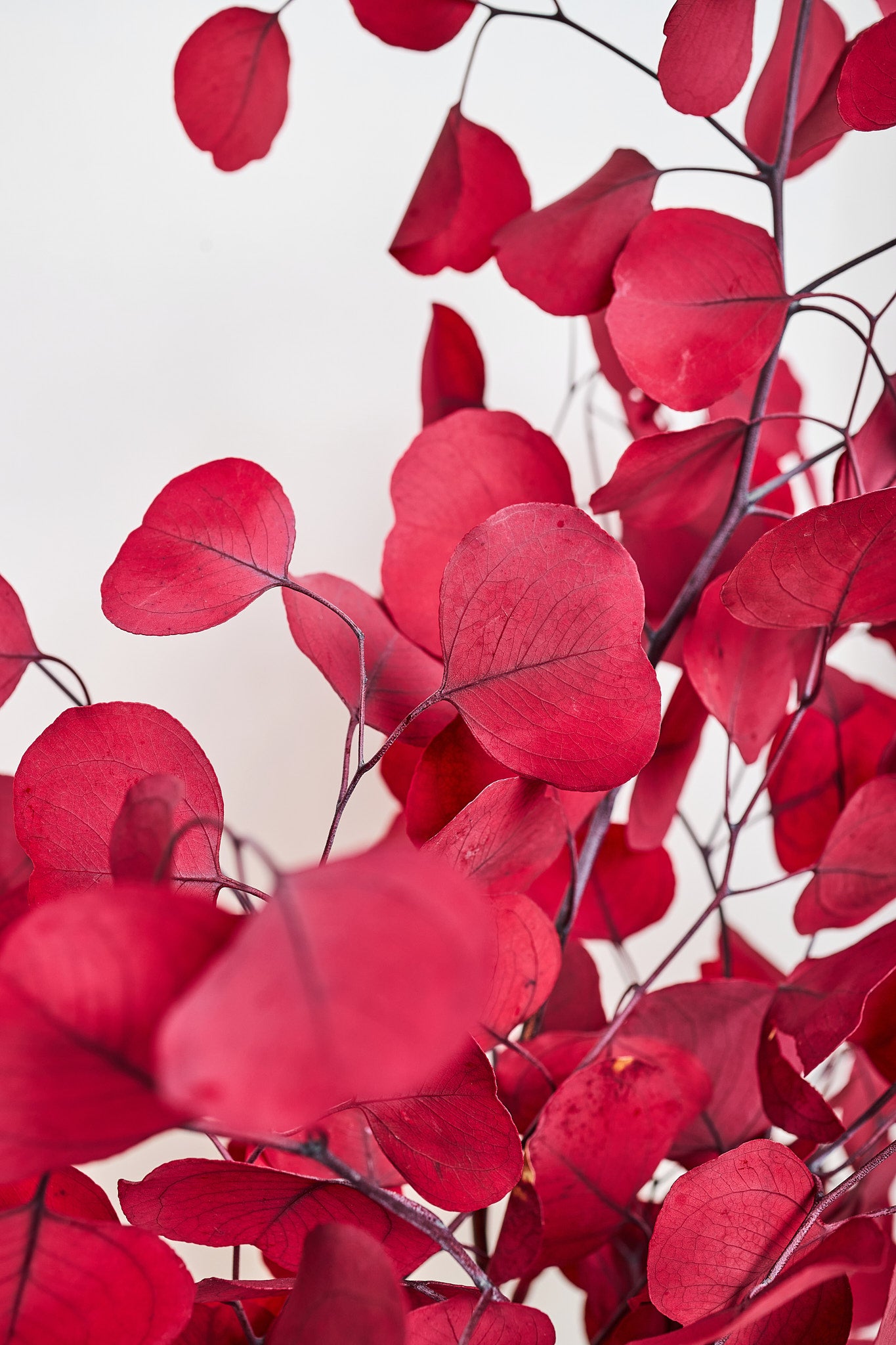 Preserved Red Eucalyptus Populus