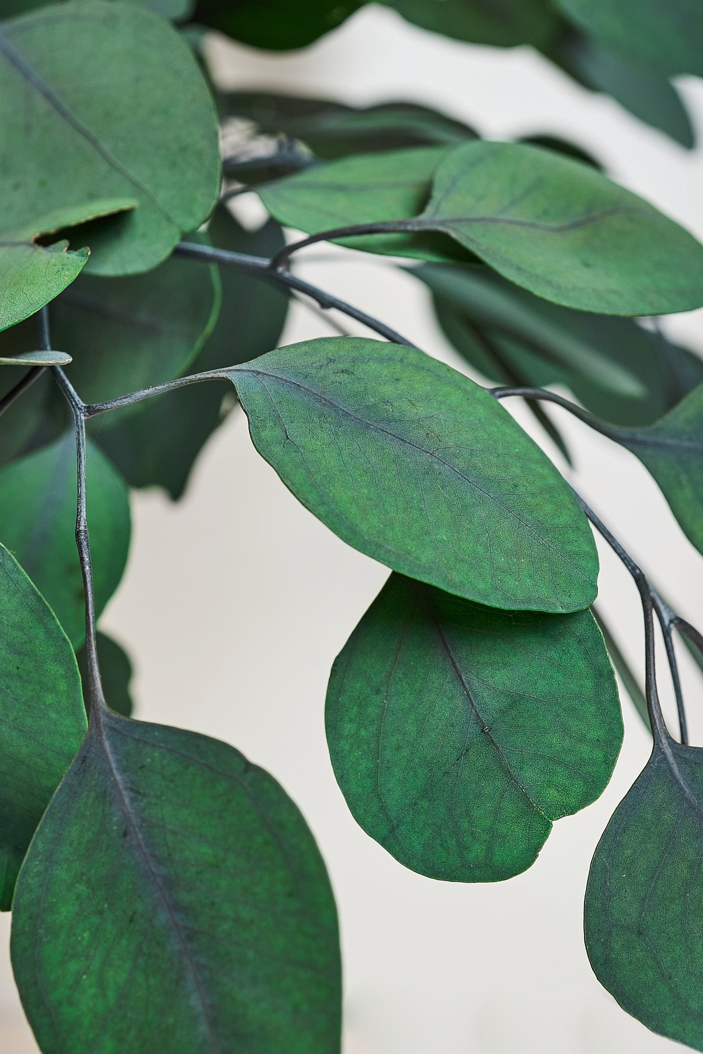 Preserved Blue Eucalyptus Populus